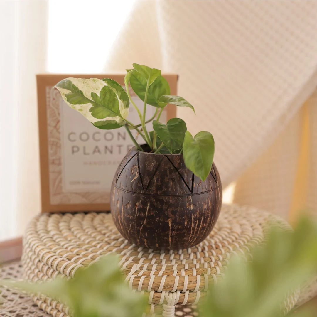 Coconut Shell Zig Zag Plant Pot with Cork Tray | Eco-Friendly Handcrafted Indoor Planter