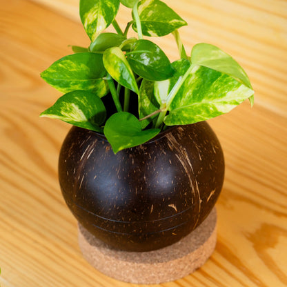 Coconut Shell Plant Pot with Cork Tray | Eco-Friendly Handcrafted Indoor Planter