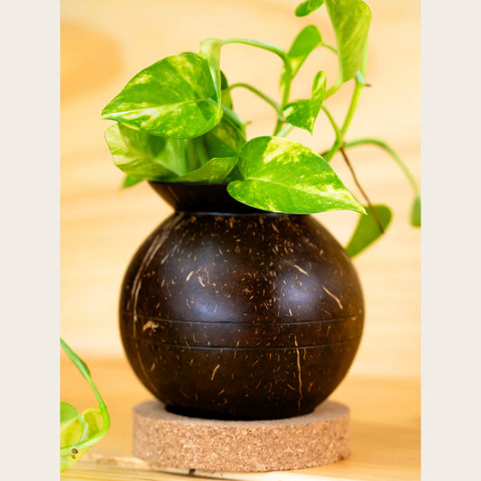 Coconut Shell Plant Pot with Cork Tray | Eco-Friendly Handcrafted Indoor Planter