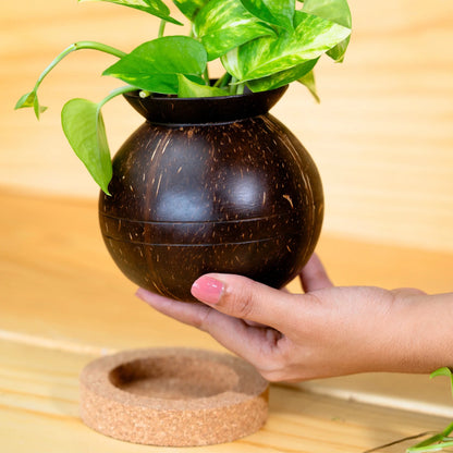 Coconut Shell Plant Pot with Cork Tray | Eco-Friendly Handcrafted Indoor Planter