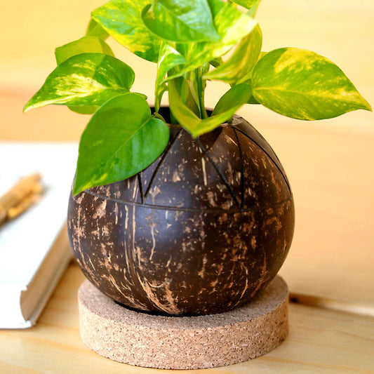 Coconut Shell Zig Zag Plant Pot with Cork Tray | Eco-Friendly Handcrafted Indoor Planter