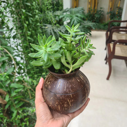Coconut Shell Plant Pot with Cork Tray | Eco-Friendly Handcrafted Indoor Planter